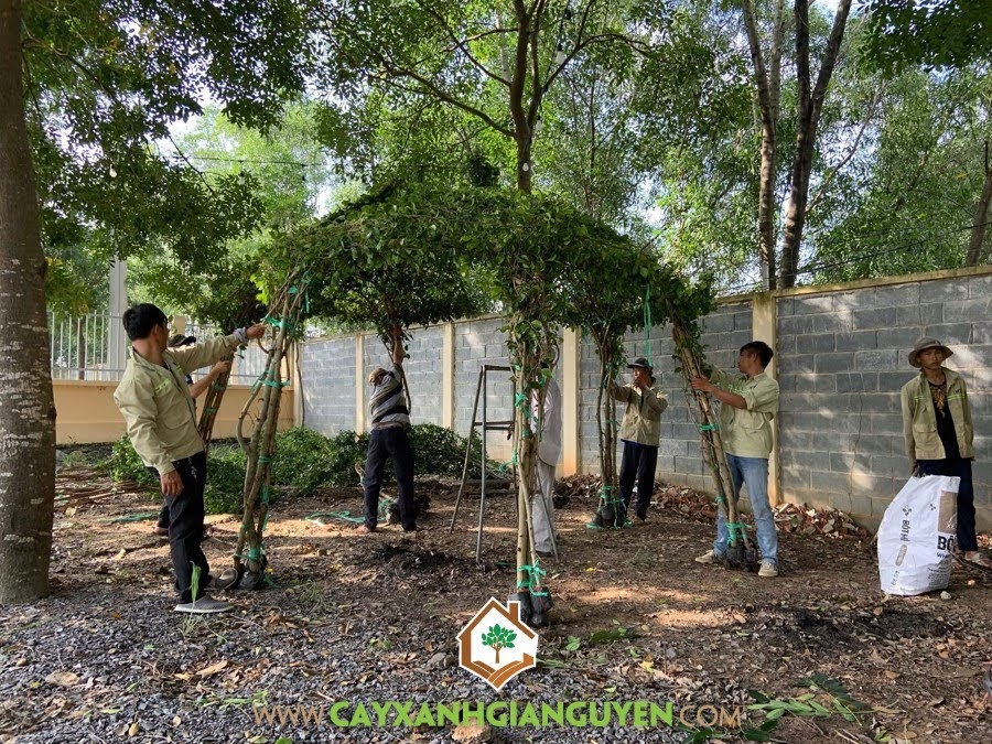 Công ty Cây Xanh Gia Nguyễn, Cây Si, Nhà Chòi cây xanh, cung cấp Cây Si, Chòi Cây Si