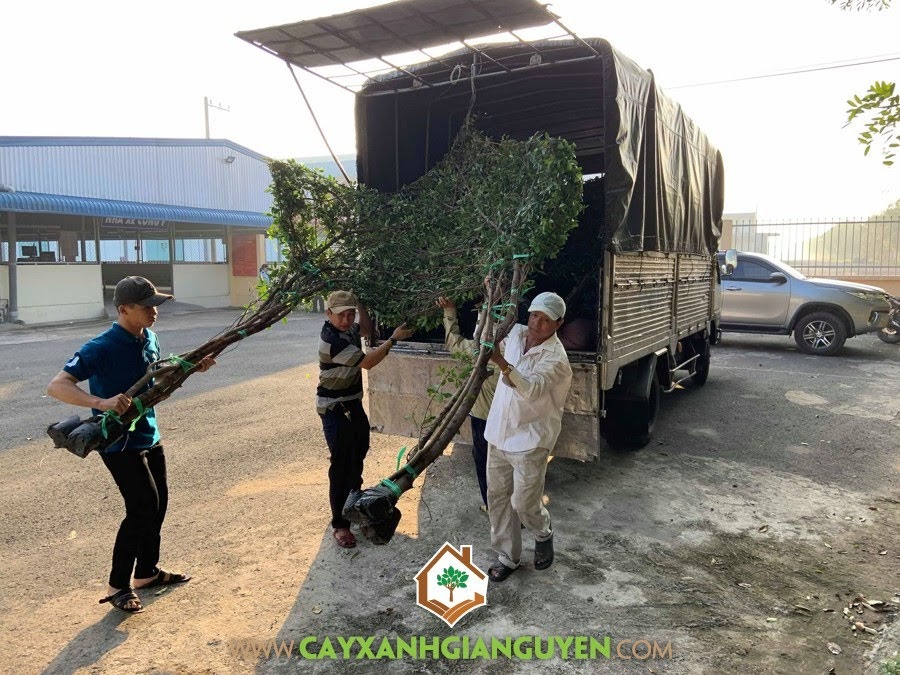 Công ty Cây Xanh Gia Nguyễn, Cây Si, Nhà Chòi cây xanh, cung cấp Cây Si, Chòi Cây Si