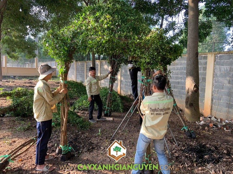 Công ty Cây Xanh Gia Nguyễn, Cây Si, Nhà Chòi cây xanh, cung cấp Cây Si, Chòi Cây Si