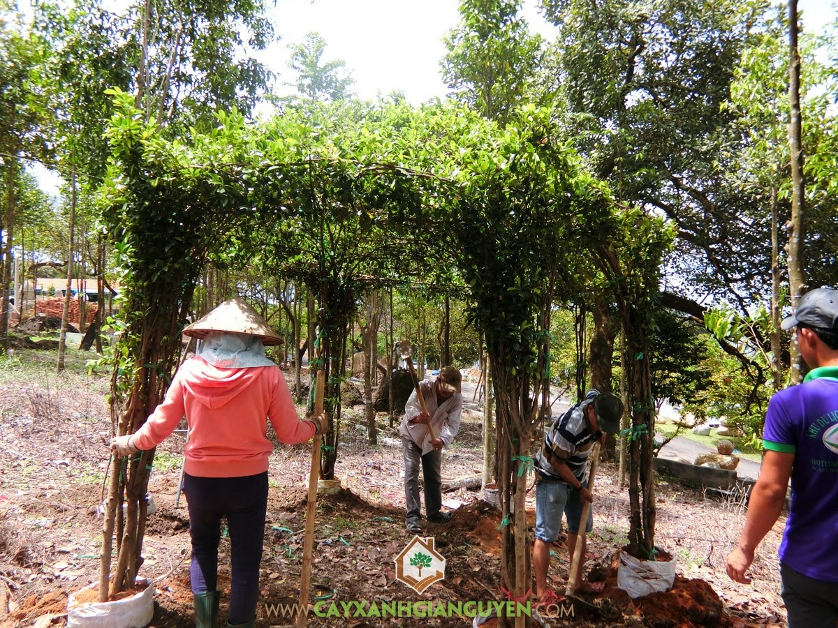 Vườn ươm Cây Xanh Gia Nguyễn, Chòi Kiểng, Chòi Kiểng hình lục giác, Cây Xanh, Vườn Sinh Thái