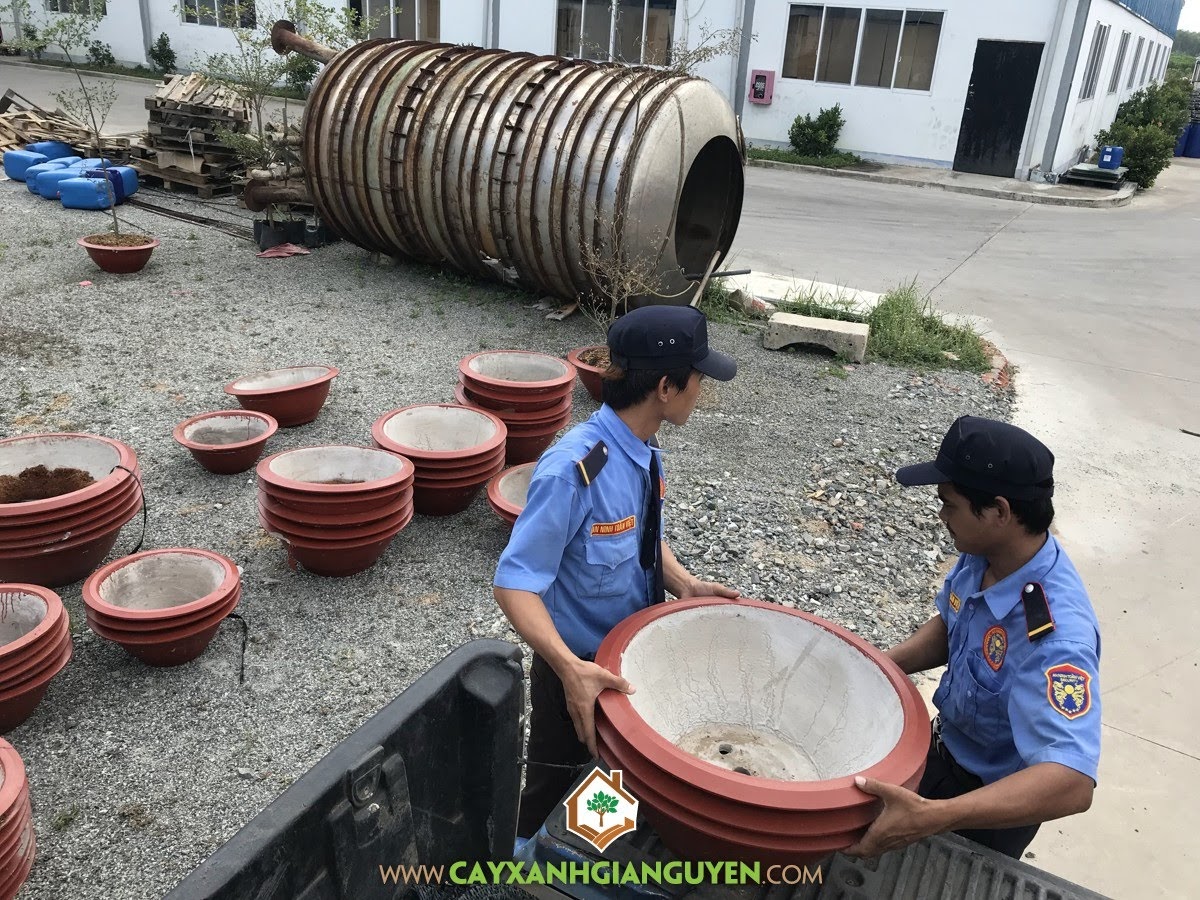 Vườn ươm Cây Xanh Gia Nguyễn, Cây Kiểng, Chăm sóc cây, Chậu Kiểng, Cây Xanh Văn Phòng