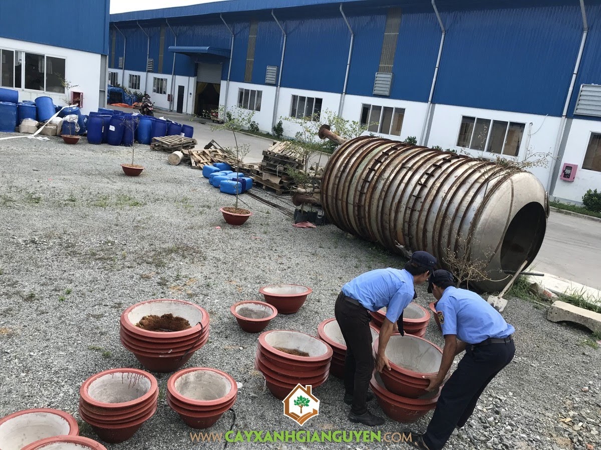Vườn ươm Cây Xanh Gia Nguyễn, Cây Kiểng, Chăm sóc cây, Chậu Kiểng, Cây Xanh Văn Phòng