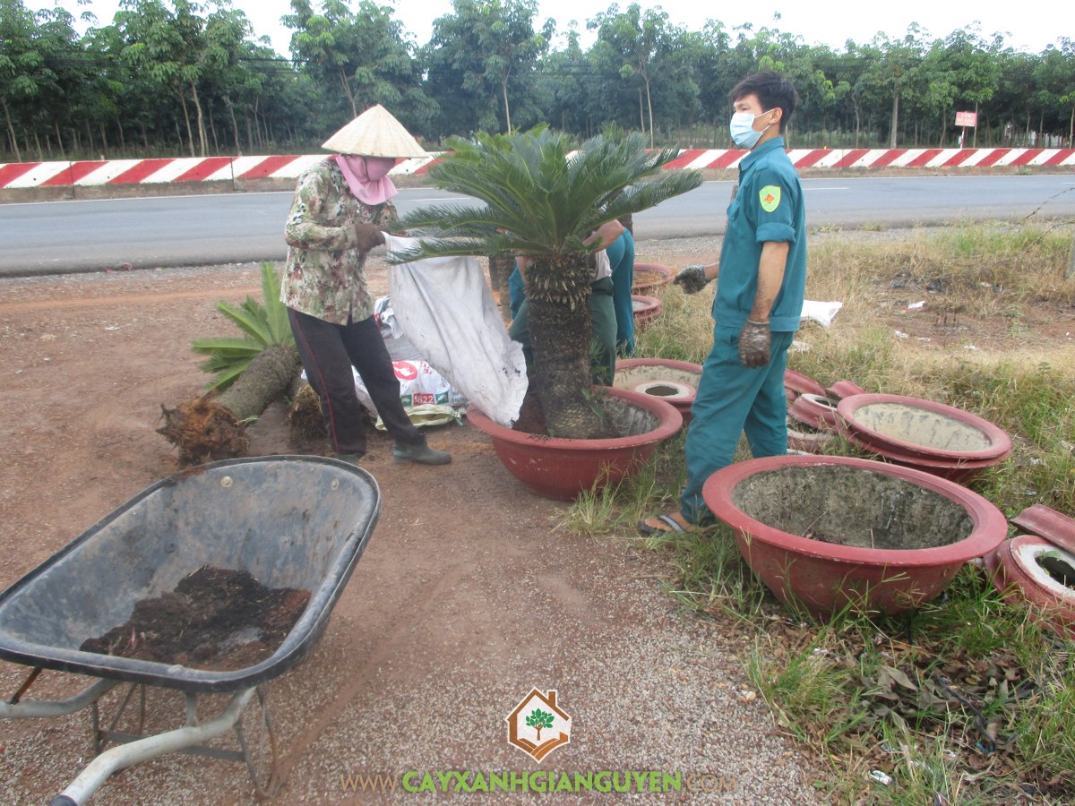 Công ty cây xanh Gia Nguyễn, Cây vạn Tuế, Chăm sóc cây giống, Vạn Tuế, Chậu vạn tuế