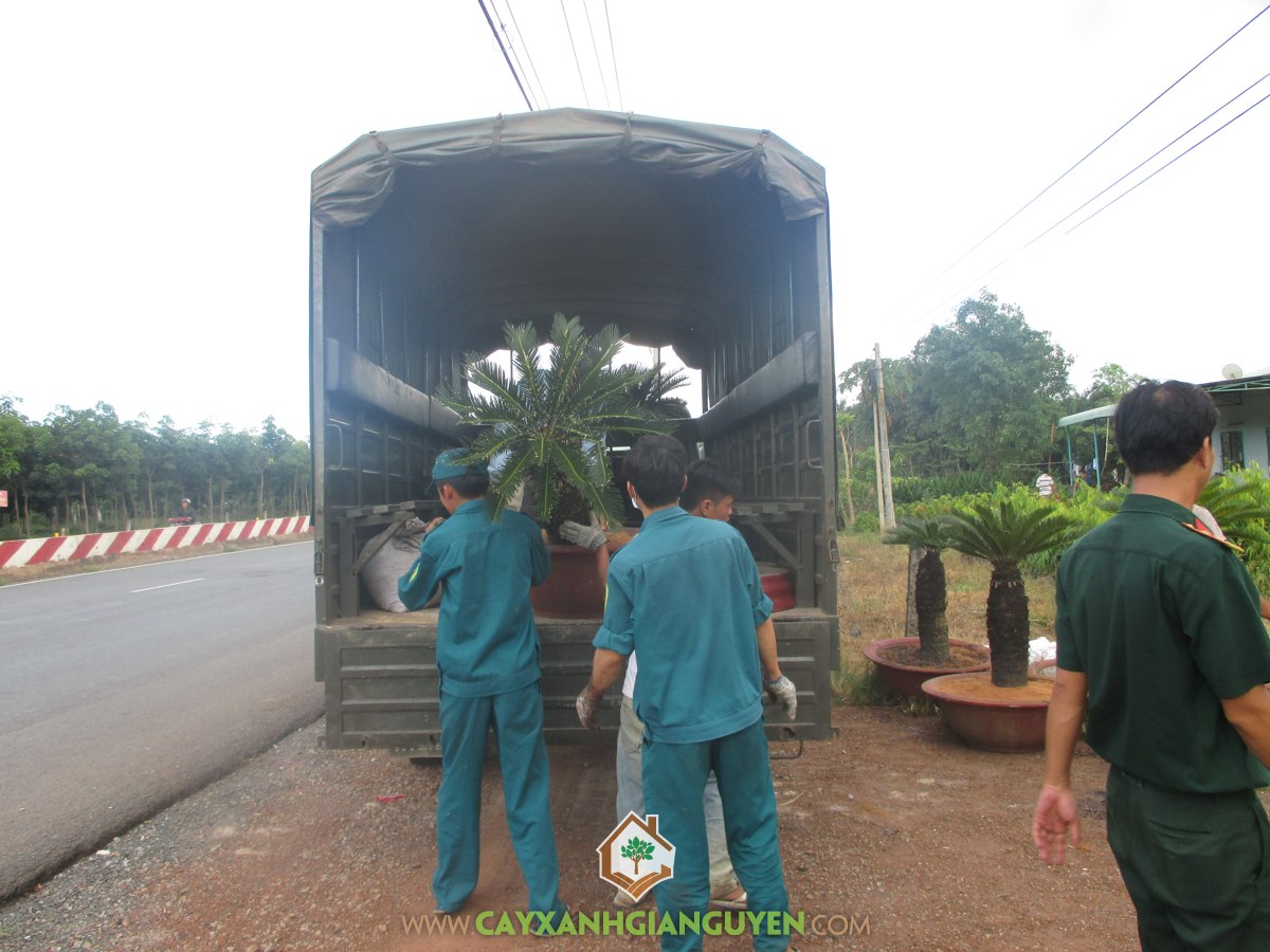 Công ty cây xanh Gia Nguyễn, Cây vạn Tuế, Chăm sóc cây giống, Vạn Tuế, Chậu vạn tuế